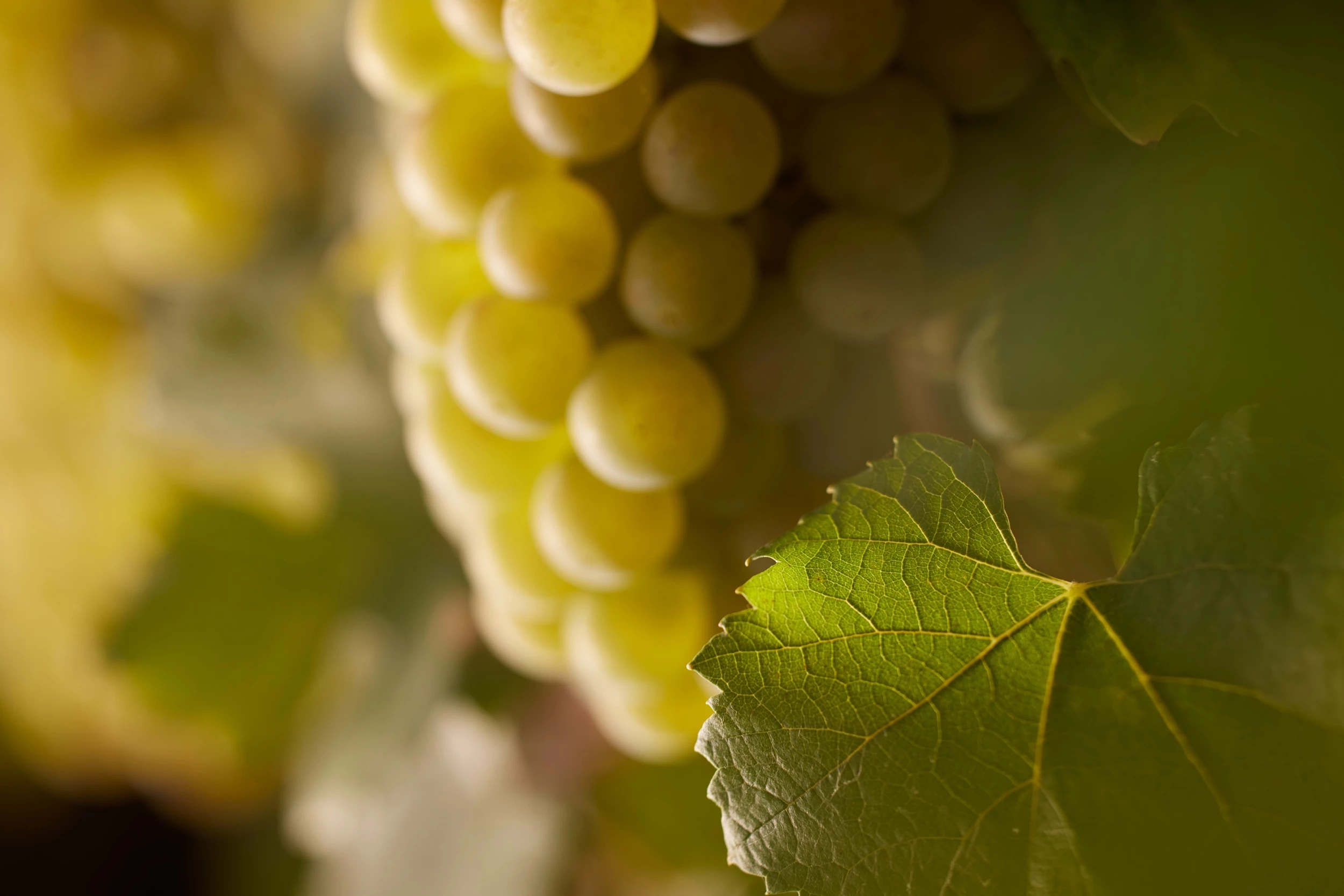 Beaune 1er Cru « Les Teurons »