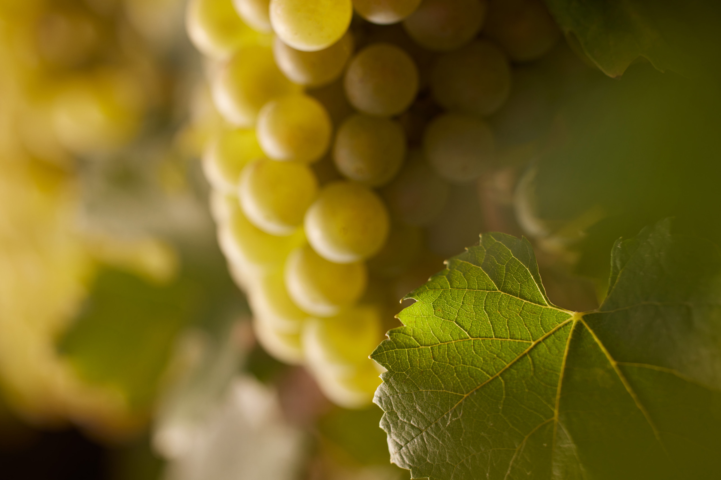 Meursault « Cuvée Confluence »