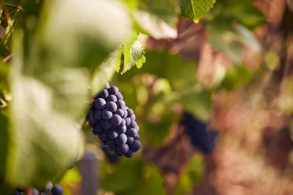 Volnay 1er Cru « Taillepieds »