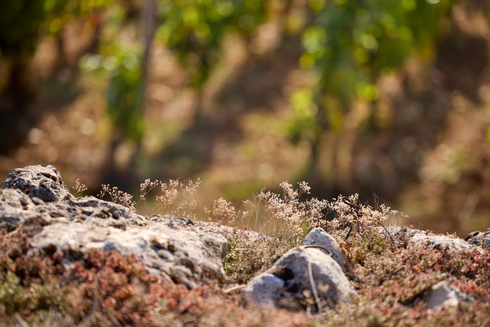 Pommard 1er Cru « Les Grands Epenots »