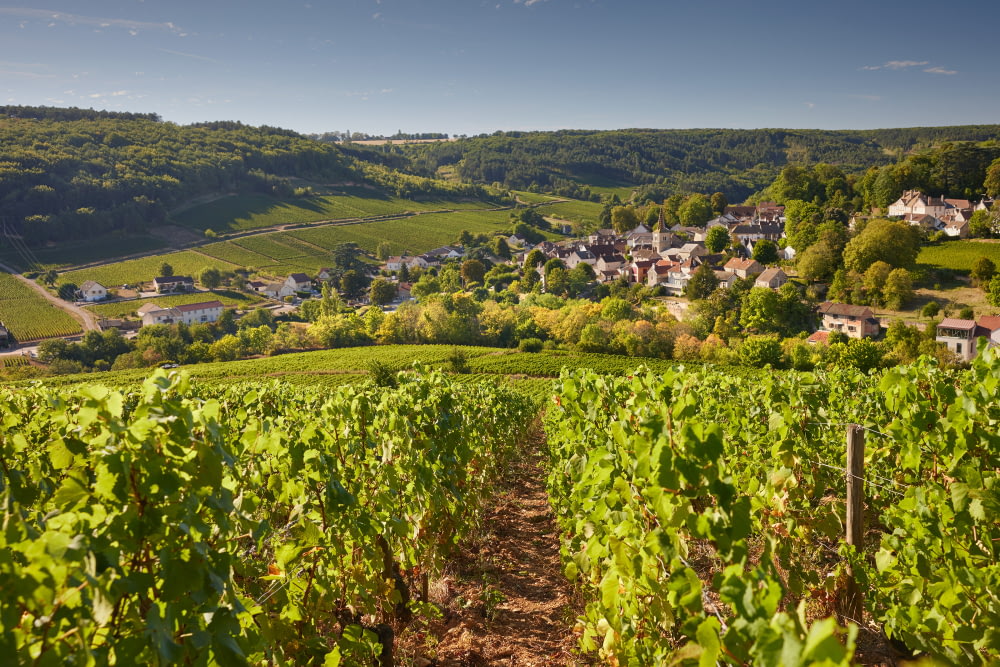 Corton Charlemagne Grand Cru