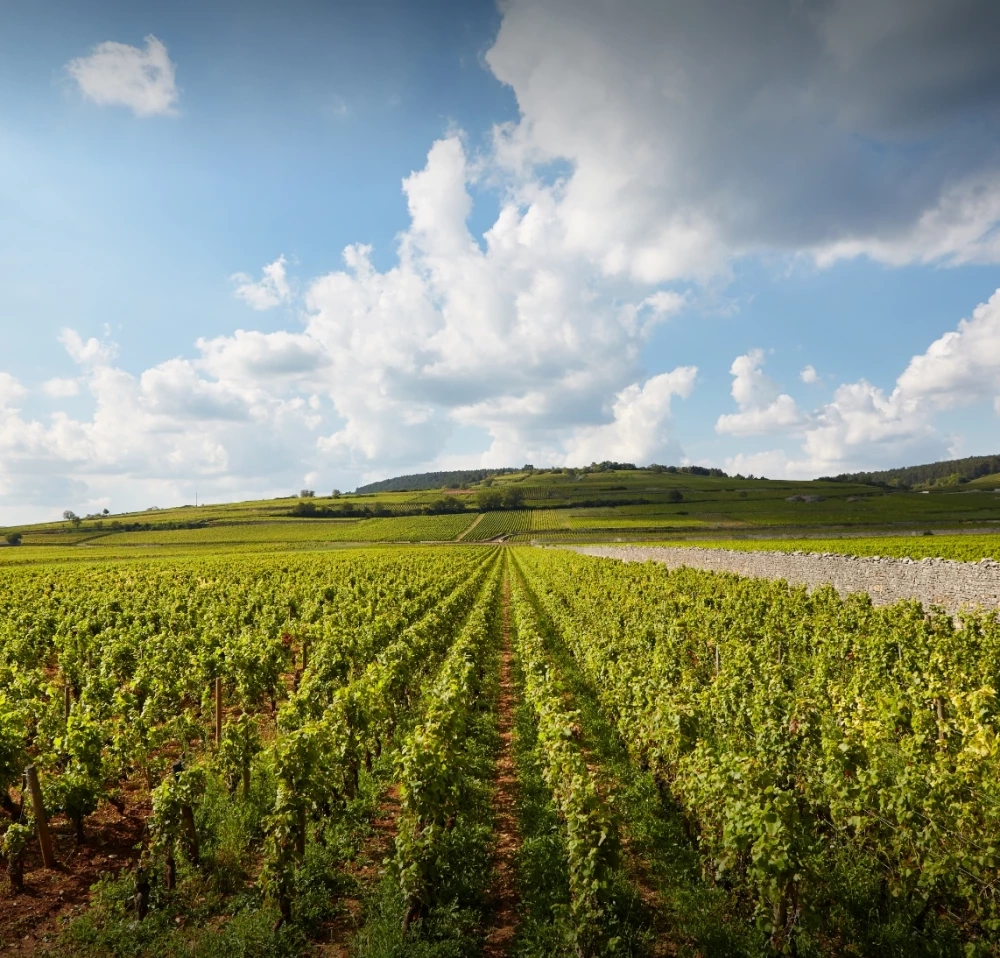 Corton Bressandes Grand Cru