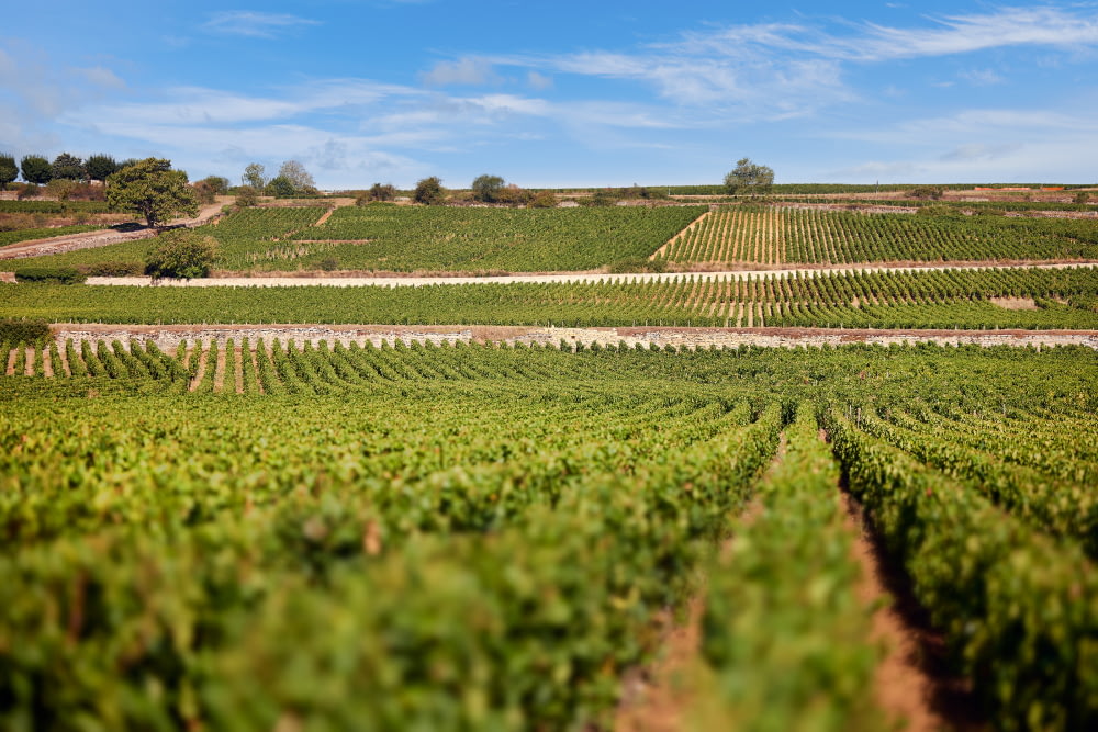 Volnay 1er Cru « Santenots du Milieu »