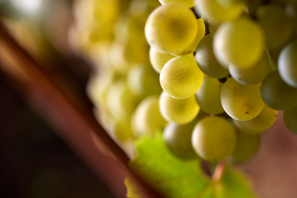 Beaune 1er Cru « les Reversées »