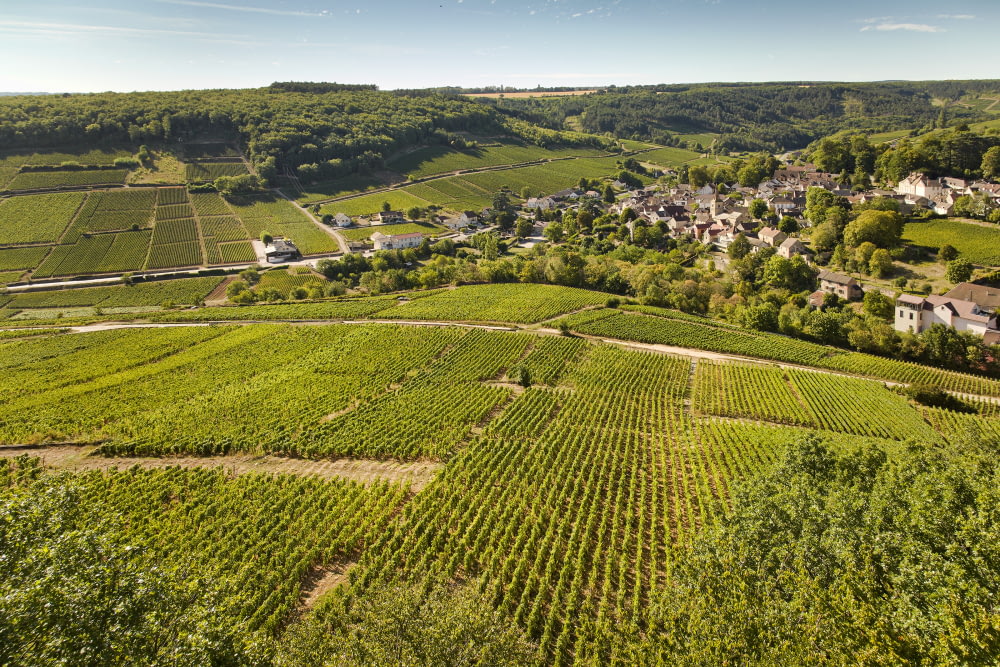 Pernand Vergelesses 1er Cru « Sous Frétille »