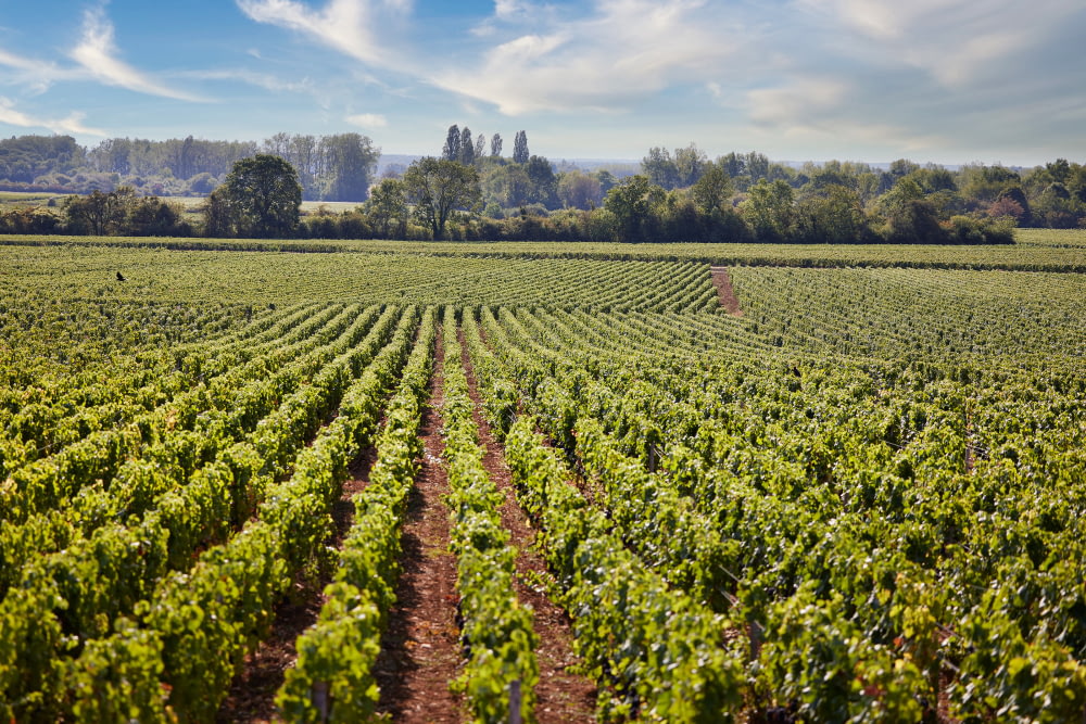 Meursault « Cuvée Confluence »