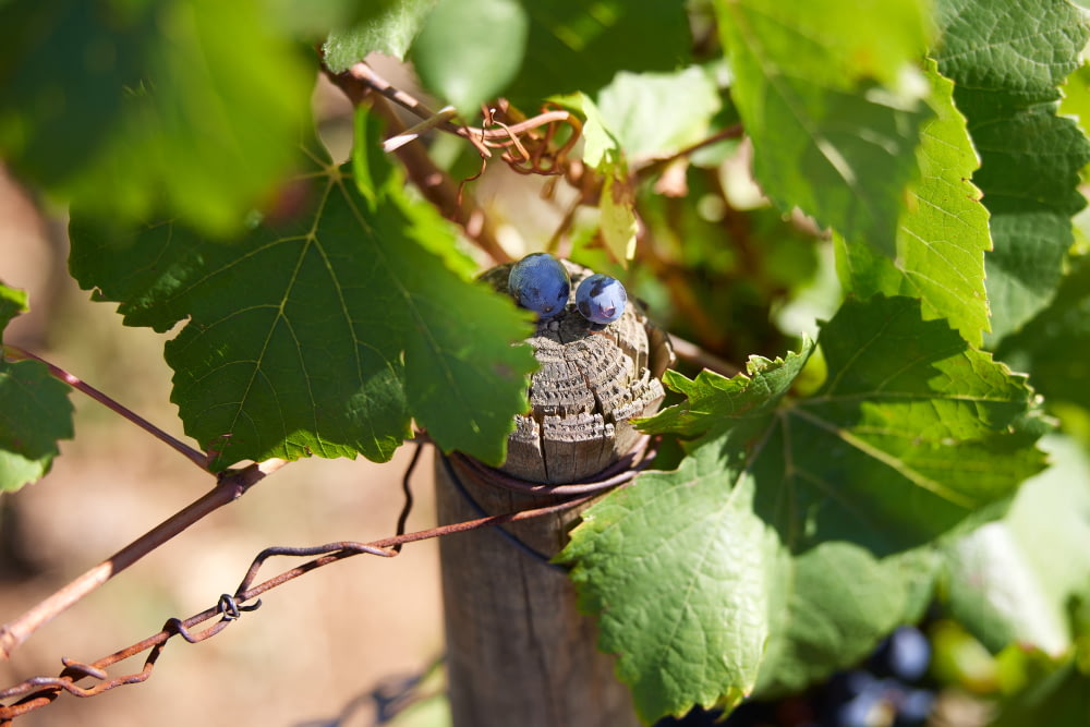 La pureté et l’authenticité